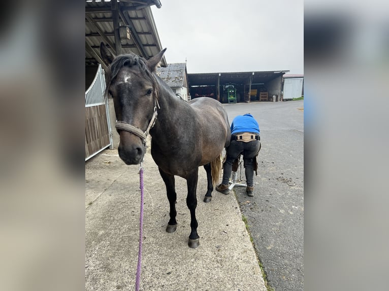 PRE Croisé Étalon 3 Ans 164 cm Gris noir in Steinebach