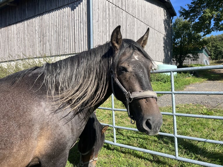 PRE Croisé Étalon 3 Ans 164 cm Gris noir in Steinebach