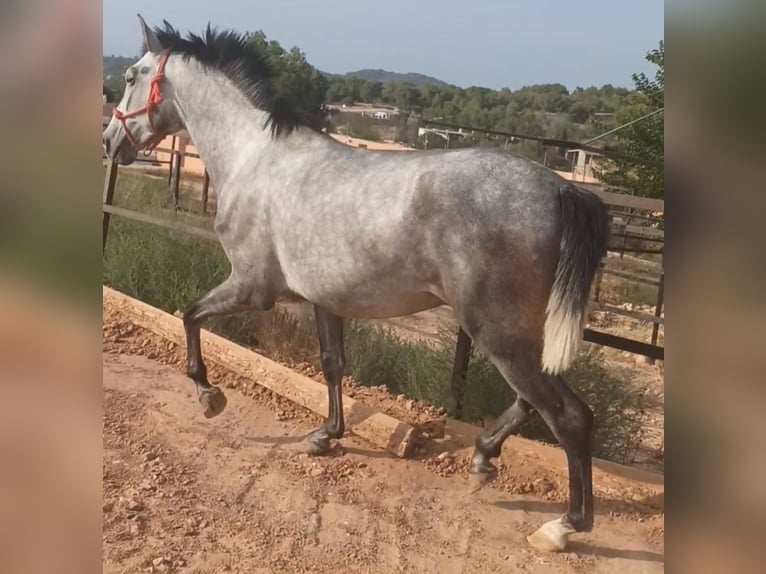 PRE Étalon 3 Ans 164 cm Gris pommelé in Pedralba