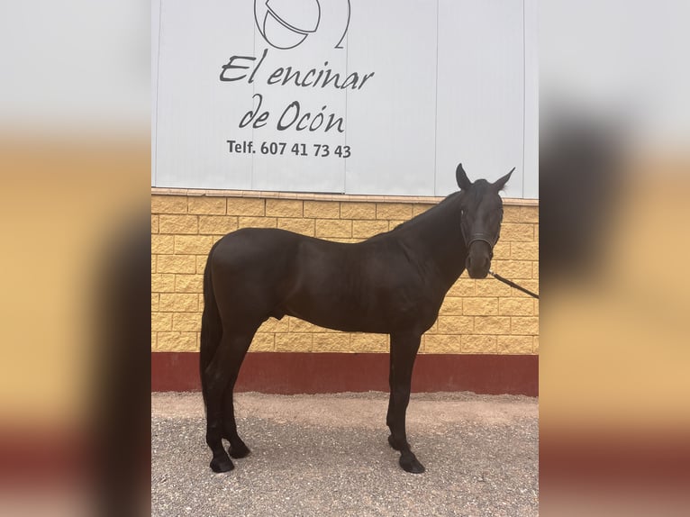 PRE Étalon 3 Ans 164 cm Noir in Alberite