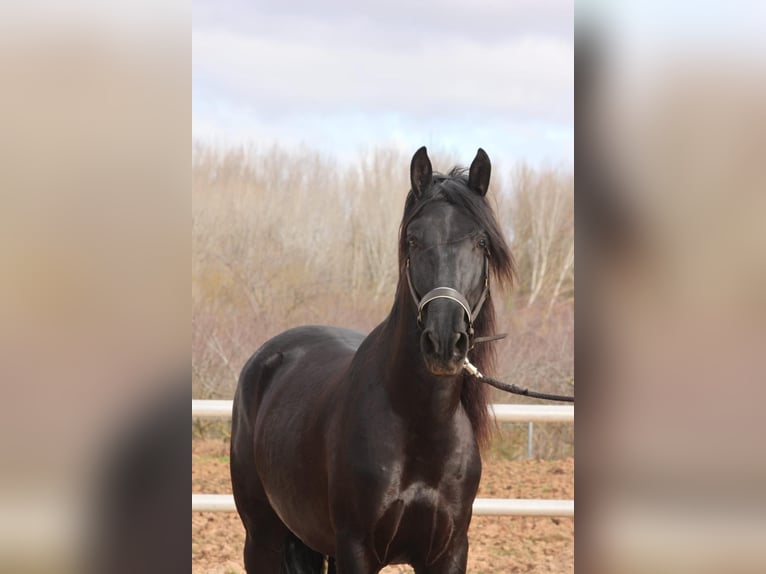 PRE Étalon 3 Ans 164 cm Noir in Alberite