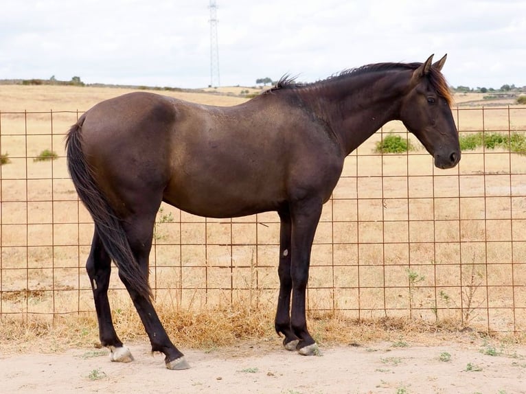 PRE Croisé Étalon 3 Ans 164 cm Noir in Navas Del Madroño