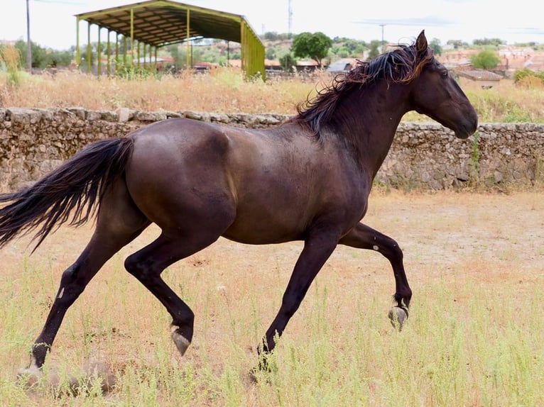 PRE Croisé Étalon 3 Ans 164 cm Noir in Navas Del Madroño