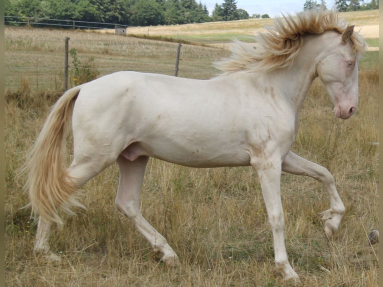 PRE Étalon 3 Ans 164 cm Perlino in Kirn