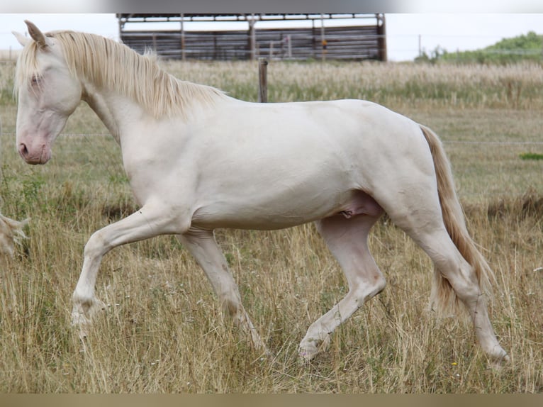 PRE Étalon 3 Ans 164 cm Perlino in Kirn