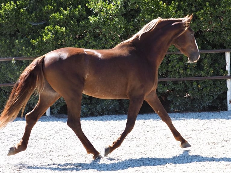 PRE Croisé Étalon 3 Ans 165 cm Alezan brûlé in NAVAS DEL MADRONO