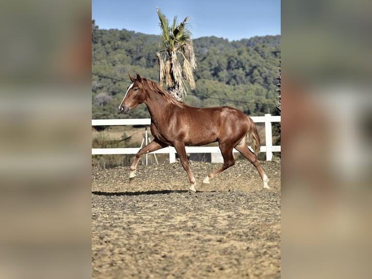 PRE Croisé Étalon 3 Ans 165 cm Alezan in Sentmenat