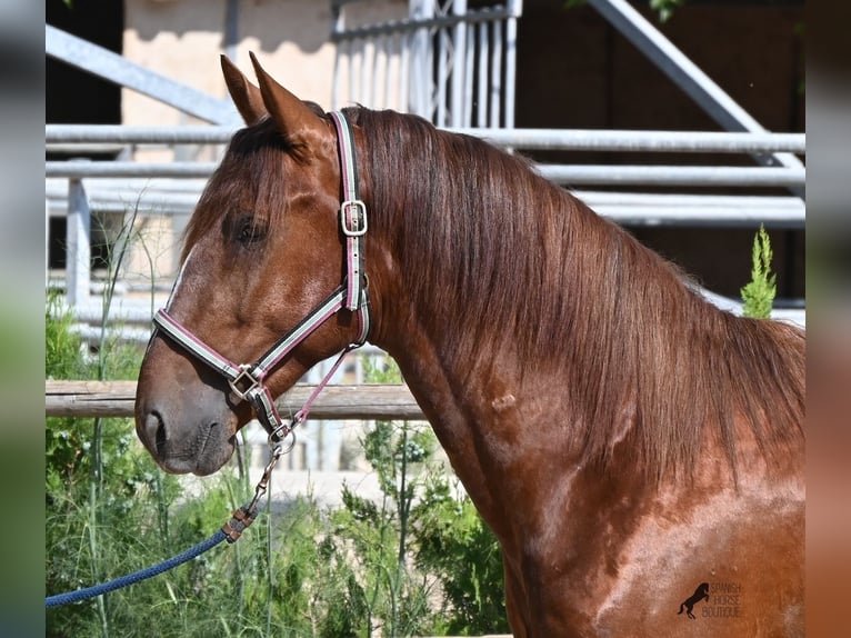 PRE Croisé Étalon 3 Ans 165 cm Alezan in Mallorca