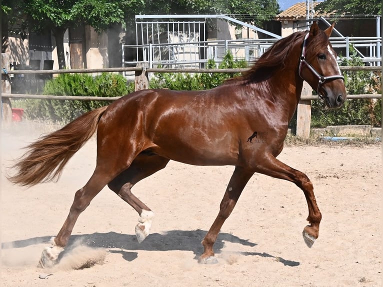 PRE Croisé Étalon 3 Ans 165 cm Alezan in Mallorca