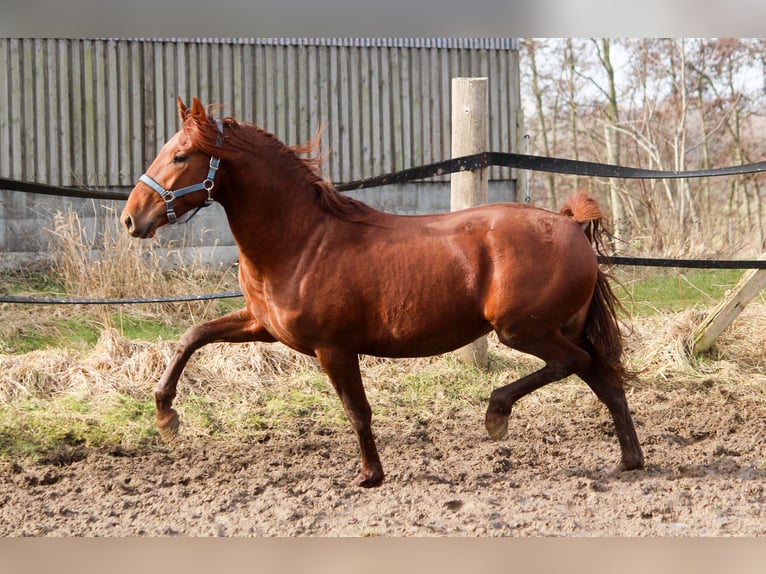 PRE Croisé Étalon 3 Ans 165 cm Alezan in Wremen