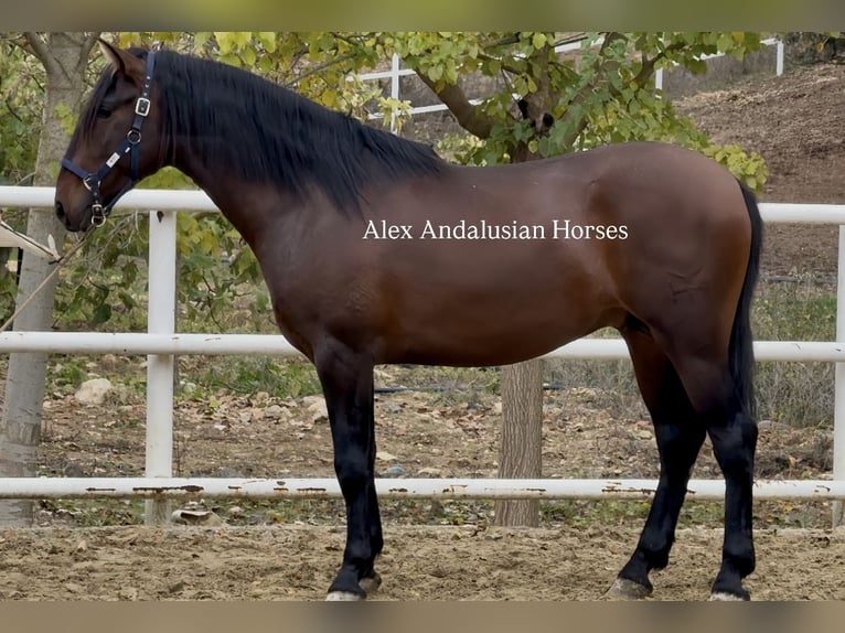 PRE Croisé Étalon 3 Ans 165 cm Bai brun in Sevilla