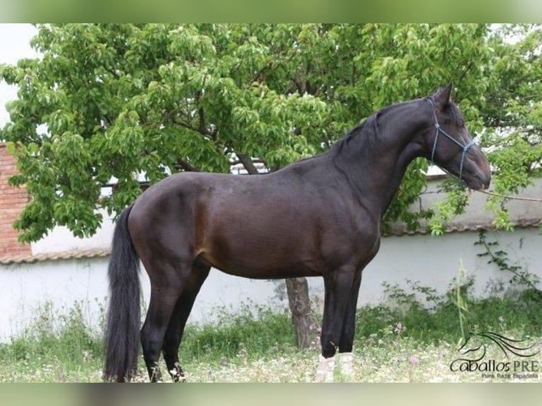 PRE Étalon 3 Ans 165 cm Bai brun in Barcelona