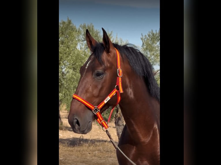 PRE Croisé Étalon 3 Ans 165 cm Bai cerise in Badajoz
