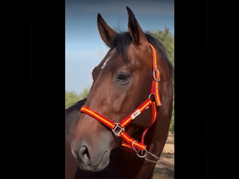 PRE Croisé Étalon 3 Ans 165 cm Bai cerise in Badajoz