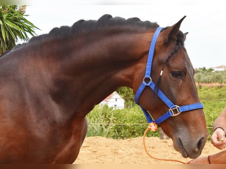 PRE Étalon 3 Ans 165 cm Bai in Provinz Cordoba