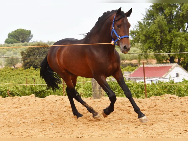 PRE Étalon 3 Ans 165 cm Bai in Provinz Cordoba