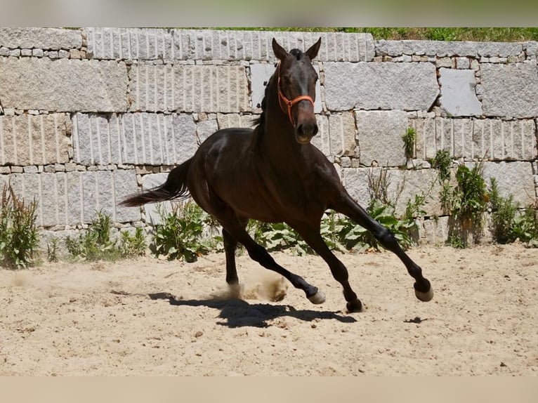 PRE Étalon 3 Ans 165 cm Bai in Vilamarín