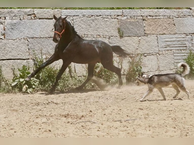 PRE Étalon 3 Ans 165 cm Bai in Vilamarín