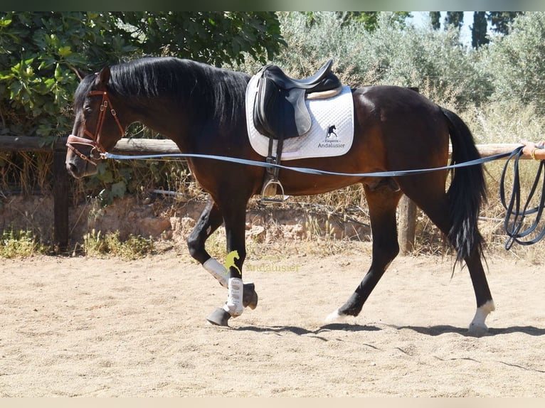 PRE Étalon 3 Ans 165 cm Bai in Provinz Granada