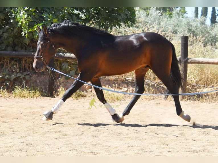 PRE Étalon 3 Ans 165 cm Bai in Provinz Granada