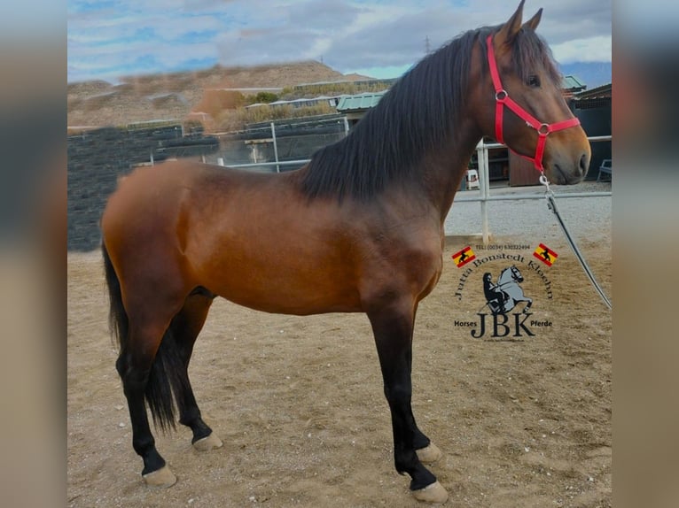 PRE Croisé Étalon 3 Ans 165 cm Bai in Tabernas Almeria