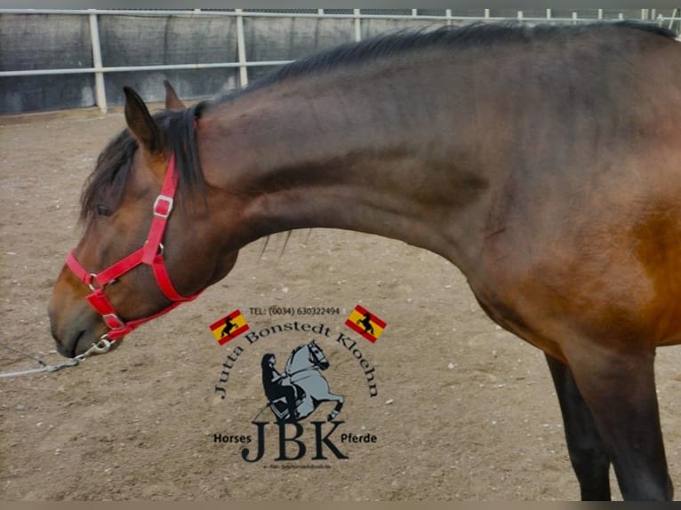 PRE Croisé Étalon 3 Ans 165 cm Bai in Tabernas Almeria