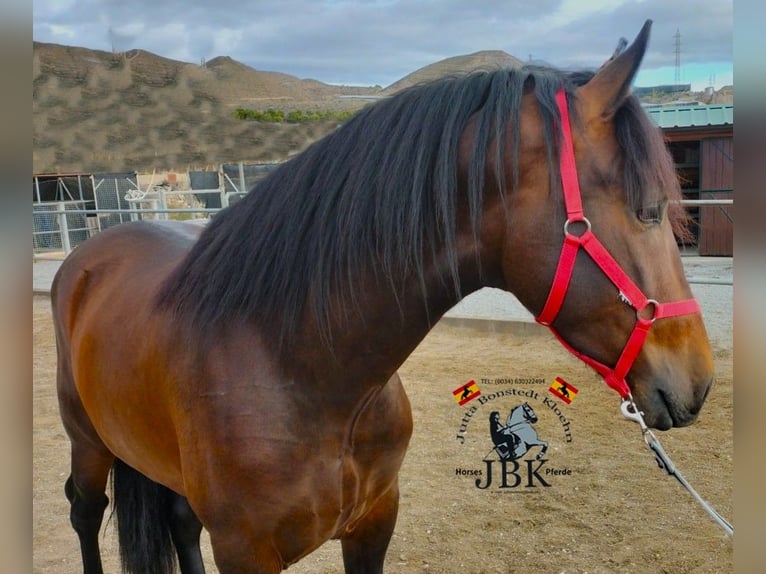 PRE Croisé Étalon 3 Ans 165 cm Bai in Tabernas Almeria