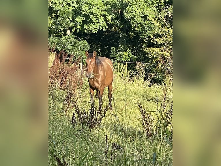 PRE Étalon 3 Ans 165 cm Bai in Kirchheim unter Teck