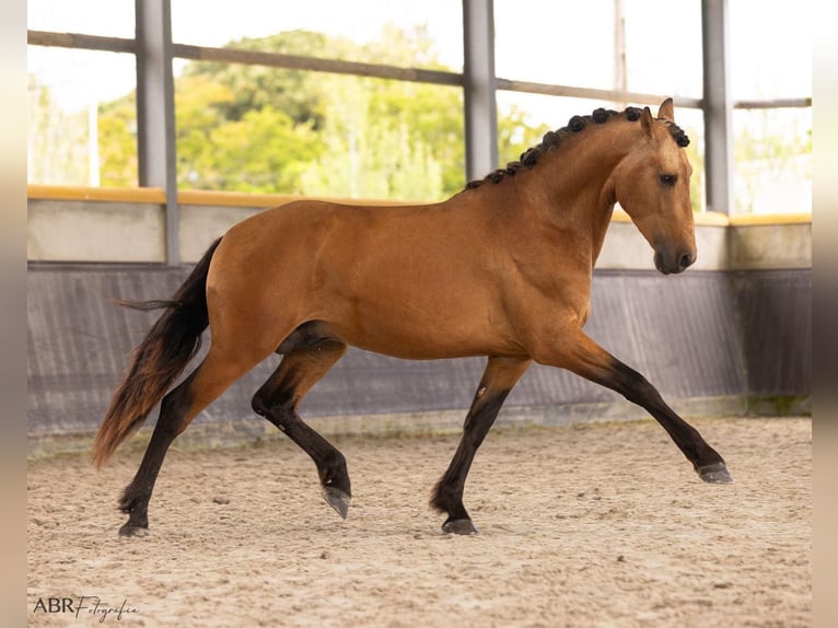 PRE Croisé Étalon 3 Ans 165 cm Buckskin in El Catllar