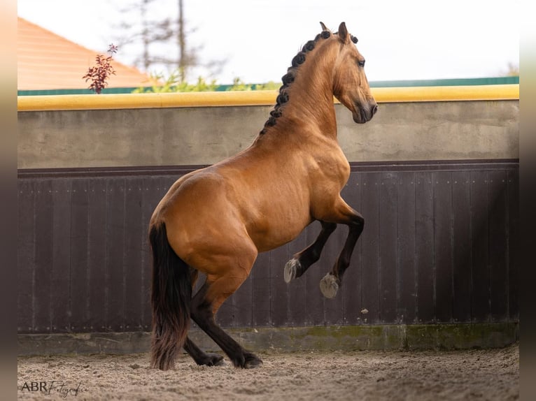 PRE Croisé Étalon 3 Ans 165 cm Buckskin in El Catllar
