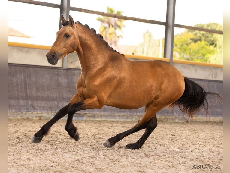 PRE Croisé Étalon 3 Ans 165 cm Buckskin in El Catllar