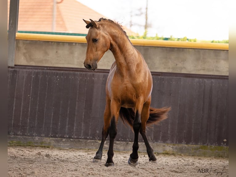 PRE Croisé Étalon 3 Ans 165 cm Buckskin in El Catllar