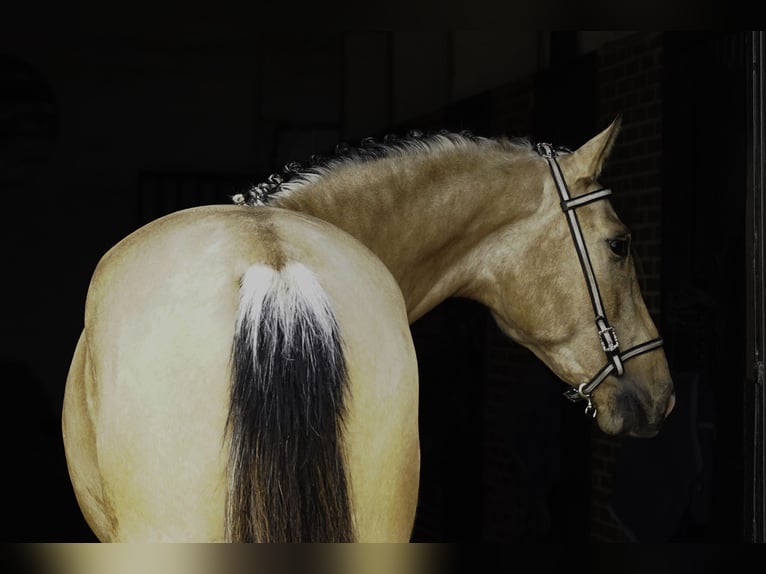 PRE Étalon 3 Ans 165 cm Buckskin in La Cabrera