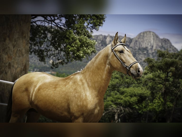 PRE Étalon 3 Ans 165 cm Buckskin in La Cabrera