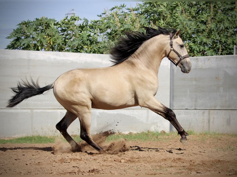 PRE Croisé Étalon 3 Ans 165 cm Buckskin in Valencia