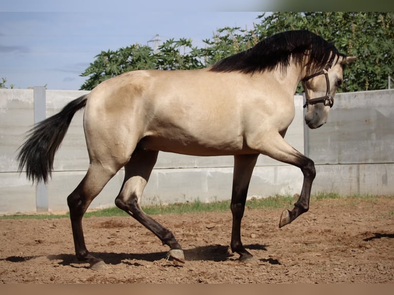 PRE Croisé Étalon 3 Ans 165 cm Buckskin in Valencia