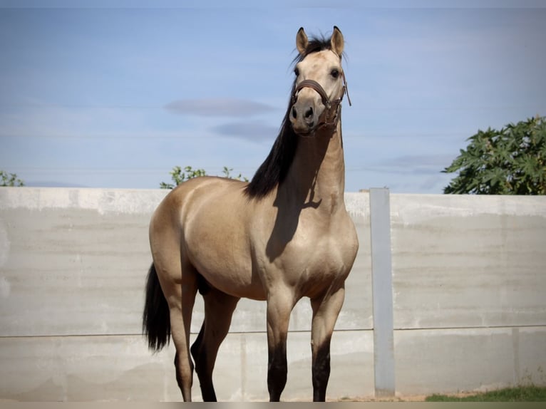 PRE Croisé Étalon 3 Ans 165 cm Buckskin in Valencia