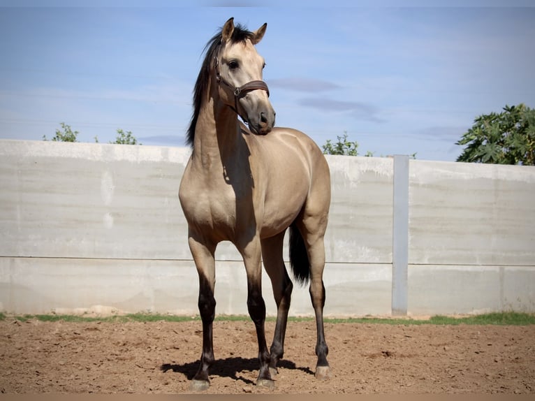 PRE Croisé Étalon 3 Ans 165 cm Buckskin in Valencia