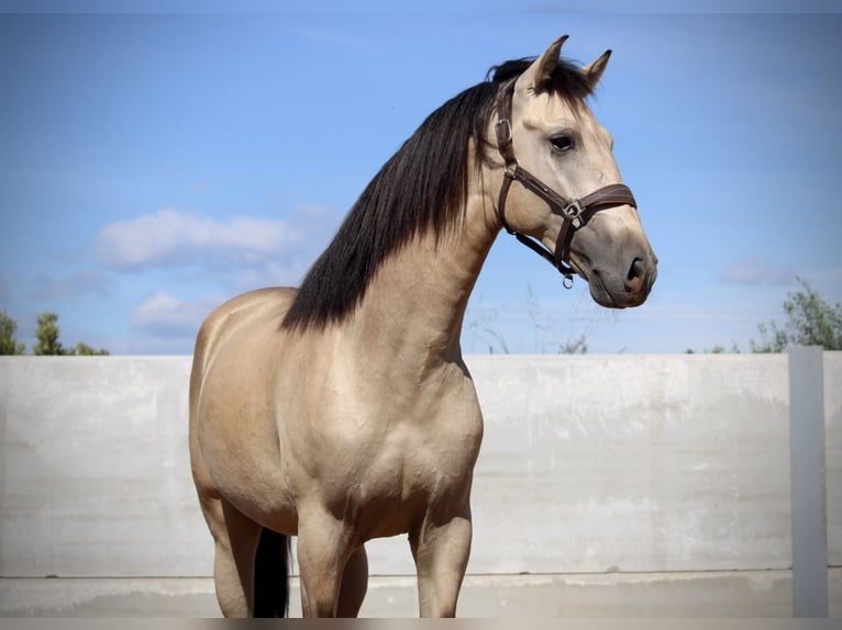 PRE Croisé Étalon 3 Ans 165 cm Buckskin in Valencia