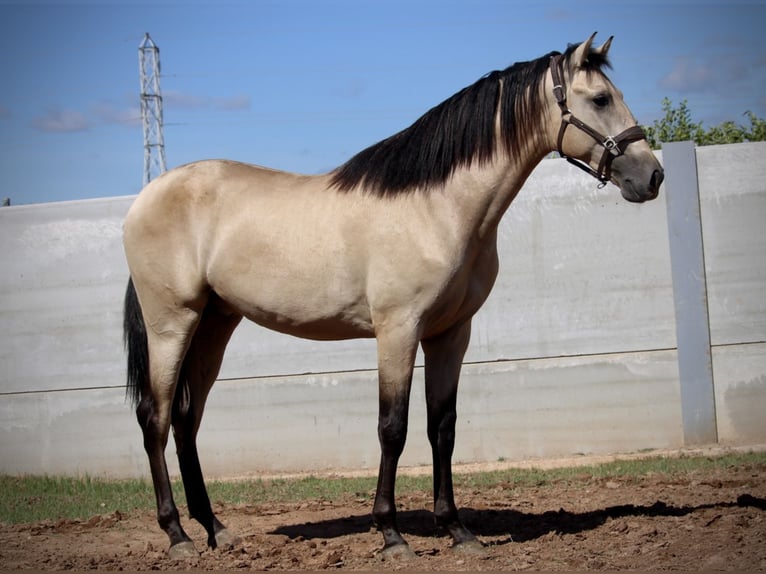 PRE Croisé Étalon 3 Ans 165 cm Buckskin in Valencia