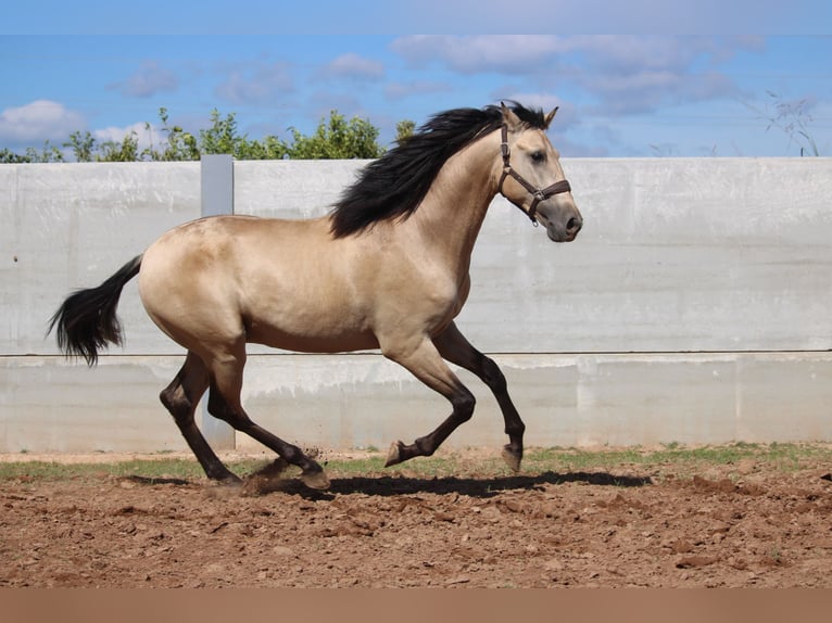 PRE Croisé Étalon 3 Ans 165 cm Buckskin in Valencia