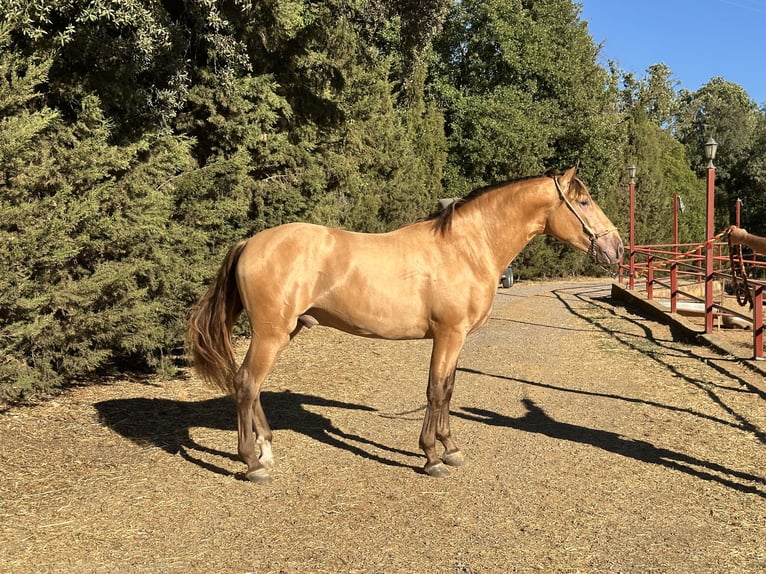 PRE Étalon 3 Ans 165 cm Champagne in Galaroza (Huelva)