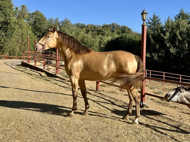 PRE Étalon 3 Ans 165 cm Champagne in Galaroza (Huelva)