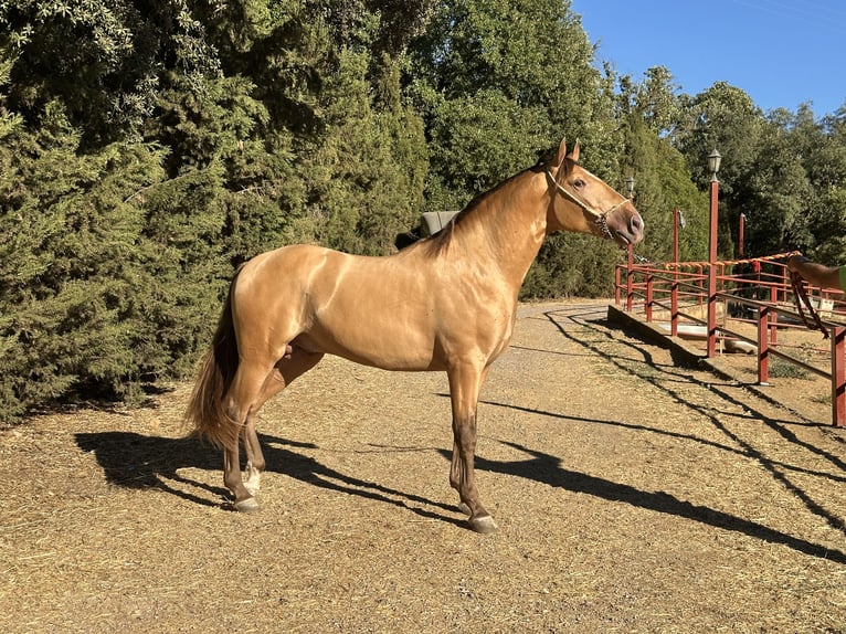 PRE Étalon 3 Ans 165 cm Champagne in Galaroza (Huelva)