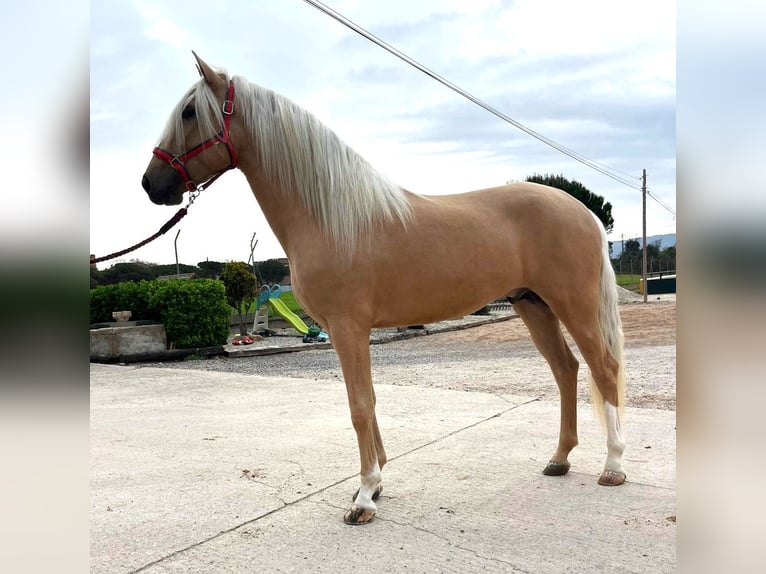 PRE Croisé Étalon 3 Ans 165 cm in Hamburg