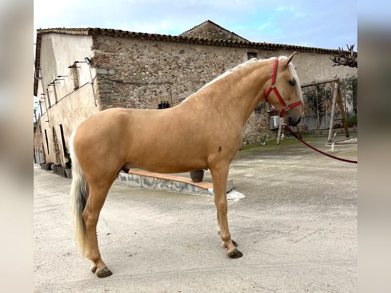 PRE Croisé Étalon 3 Ans 165 cm in Hamburg
