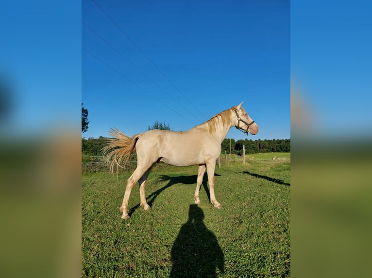 PRE Étalon 3 Ans 165 cm Cremello in Montagnac-sur-Lède