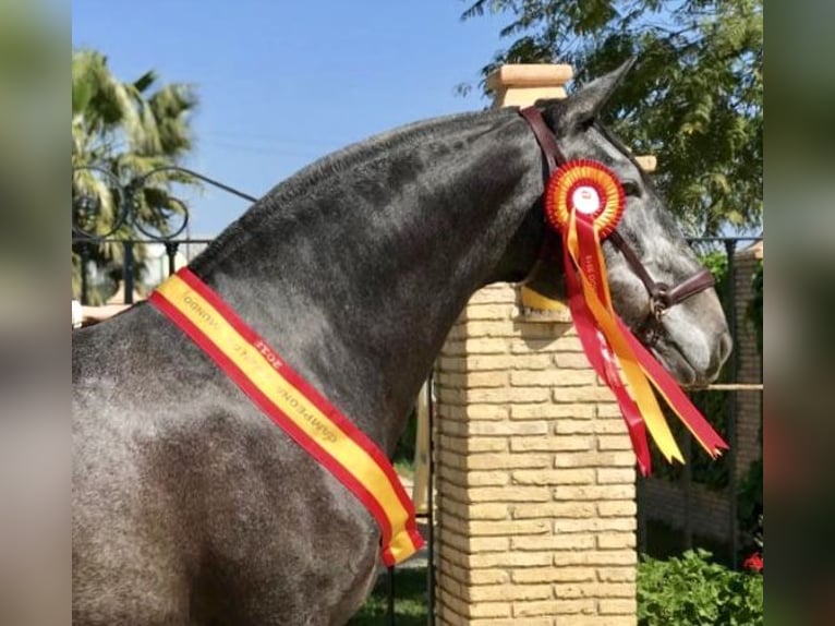 PRE Croisé Étalon 3 Ans 165 cm Gris in Fuentes De Andalucia