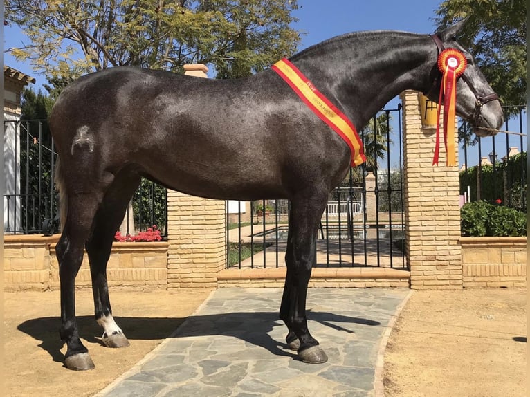 PRE Croisé Étalon 3 Ans 165 cm Gris in Fuentes De Andalucia