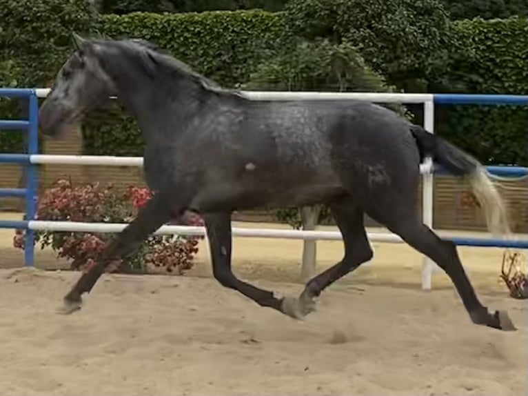 PRE Croisé Étalon 3 Ans 165 cm Gris in Fuentes De Andalucia